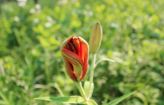 呼伦贝尔旅游最佳时间