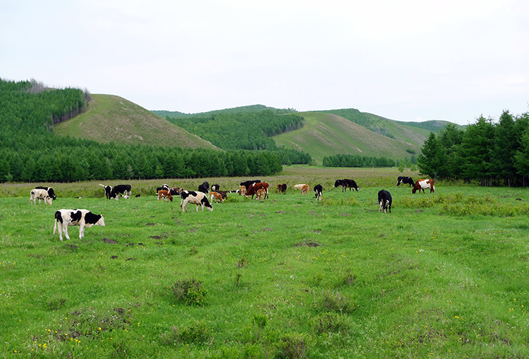 夏季北极村漠河旅游攻略