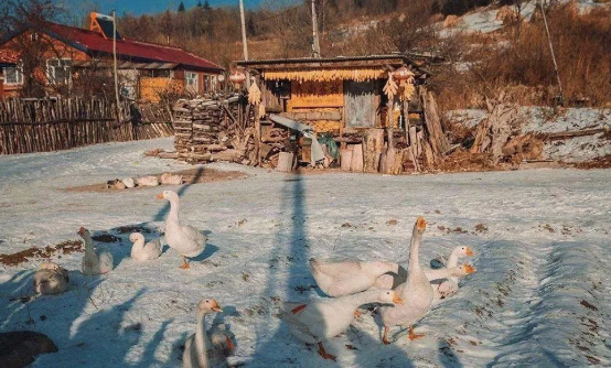 TIM截图20190320141251