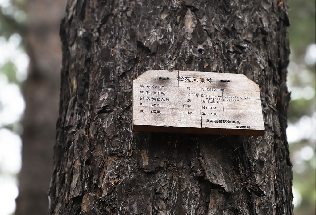松苑公园树牌
